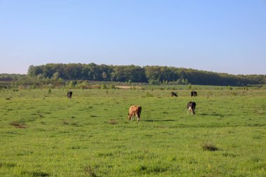 Fotoğraf, açık mavi bir gökyüzünün altında geniş bir yeşil çayır manzarasını gösteriyor. Farklı renkte, kahverengi, siyah ve beyaz inekler tarlada özgürce otluyorlar..