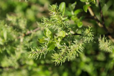 Yakın plan bir fotoğrafta dalda genç yeşil filizler ve söğüt çiçekleri görülüyor. Yapraklar daha yeni açılmaya başlıyor, açık yeşil renkli..
