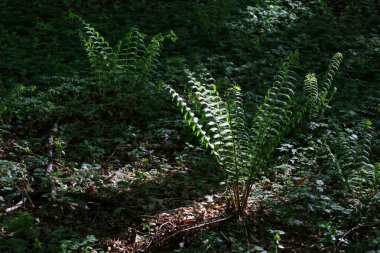 Fotoğrafta düşen yapraklar ve diğer küçük bitkilerle kaplı bir orman zemininde büyüyen bir grup eğrelti otu görülüyor. Eğreltiotlarının uzun, tüylü yeşil yaprakları zarif bir şekilde yukarı doğru kıvrılır..