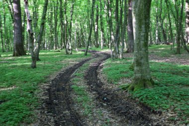 Fotoğraf yoğun yeşil bir ormanın içinden geçen virajlı toprak bir yol ya da yol gösteriyor. Karanlık ve nemli toprakla dolu derin lastik izleri yolda görülebilir. Parlak yeşil çimenler ve küçük orman bitkileri yolun solunda ve sağında yetişir..