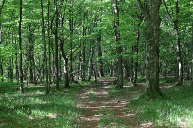 Fotoğraf, sık yaprak döken bir ormanın içinden geçen bir orman yolunu gösteriyor. Güneş ışığı, genç yeşil yaprakların arasından süzülerek düşen yapraklar ve otlarla kaplı yolda benekli ışıklar oluşturur..