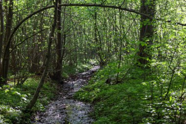 Fotoğraf, yoğun yeşil bir ormanda kıvrılan dar ve nemli bir akıntıyı gösteriyor. Nehrin kıyıları yemyeşil çimenler ve küçük çalılarla kaplıdır..