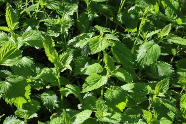 Yakından çekilen bir fotoğrafta, tırtıklı yeşil yaprakları ve saplarıyla ısırgan otu (Urtica dioica) yoğun çalılıkları görülüyor. Bitkiler sıkıca birbirine dolanmış, sürekli yeşil bir halı oluşturuyor..