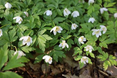 Yakın plan bir fotoğraf beyaz ahşap şakayık (Anemone nemorosa) çiçekleri parlak yeşil yapraklar arasında yoğun bir şekilde büyüyen gösterir.