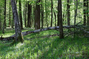 Fotoğraf güneşli bir günde sakin bir orman sahnesini tasvir ediyor. Düz gövdeli uzun ağaçlar yukarı doğru yükselir, yaprakları orman tabanına kadar süzülen yayılmış ışık yaratır.