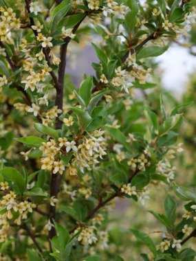Elaeagnus multiflora 'nın kremalı çiçekleri dalları yoğun bir şekilde yeşil yapraklarla kaplar. Bahar çiçekleri tatlı bir koku yaratır, tozlaşan böcekleri cezbeder..