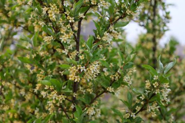 Yeşil yapraklarla kaplı dallar üzerinde deniz dikenli küçük kremalı çiçekler açar. Çiçek açması hassas bir aroma yaratır ve sağlıklı portakal meyvesi görünümüne hazırlanır..