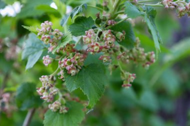 Küçük pembe ve beyaz kuşüzümü çiçekleri yapraklar arasındaki yeşil dalları yoğun bir şekilde kaplar. İlkbaharda, çalılar gelecek sulu böğürtlen hasadına hazırlanır.