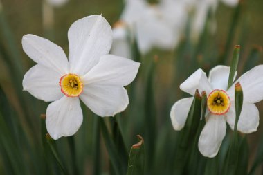 Yeşil yapraklar arasında parlak sarı merkezli ve ince kırmızı kenarlı narin beyaz nergisler filizlendi. Basit ama zarif çiçekler baharın tazeliğini yayar..