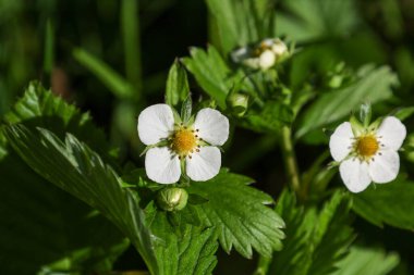 Ukrayna 'nın güneşli bir açıklığında yeşil yaprakların arasında sarı merkezli yaban çileklerinin narin beyaz çiçekleri çiçek açar. Geleceğin tatlı meyvelerinin ilk çiçekleri.