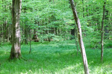 Parlak yeşil çimenler, Ukrayna bahar ormanında yaprakları genç olan uzun ağaçların arasında bir ormanı kaplar. Güneş ışığı tacı delip geçiyor, tazelik ve canlılık hissi yaratıyor..