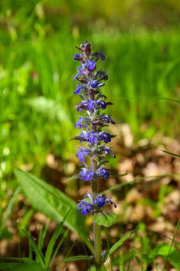 Mavi Cenevre bugleweed 'in dikey çiçeği Ukrayna' daki bir ormandaki yeşil çimlerin arasında çiçek açar. Sıcak güneş ışığı altında vahşi bir bitkinin bahar çiçekleri..