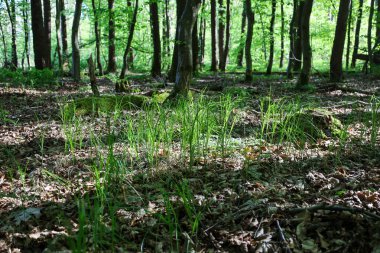 Düşük büyüyen yeşil çimenler Ukrayna 'nın bahar ormanlarındaki yüksek ağaçların altındaki düşen yaprakların arasından geçer. Güneş ışığı orman zemininde gölgeler yaratır..