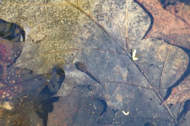 Ukrayna 'nın sığ sularında düşen yaprakların arasında küçük bir kurbağa yavrusu yüzer. Kurbağa gelişiminin ilk aşaması doğal ortamında.
