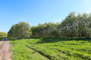 Dolambaçlı toprak bir yol, yeşil bir tarla boyunca uzanır ve açık mavi gökyüzünün altında bir sıra ağaç bulunur. Ukrayna 'da bir bahar manzarası.