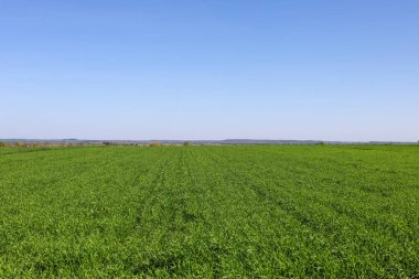 Uçsuz bucaksız yeşil çimen tarlası, açık mavi gökyüzünün altındaki uzak ufka kadar uzanıyor. Huzurlu ve sınırsız bir kırsal alan..