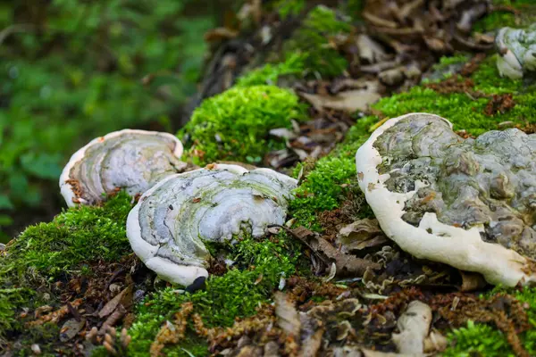 Yanan mantar Fomes fomentarius, Ukrayna 'nın bahar ormanlarındaki yosun kaplı ağaç kabuğunda yetişir. Orman ekosisteminde doğal bir mantar ve ağaç ortakyaşamı..