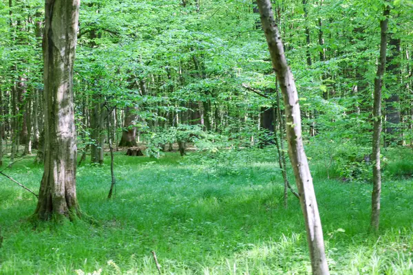 Parlak yeşil çimenler, Ukrayna bahar ormanında yaprakları genç olan uzun ağaçların arasında bir ormanı kaplar. Güneş ışığı tacı delip geçiyor, tazelik ve canlılık hissi yaratıyor..