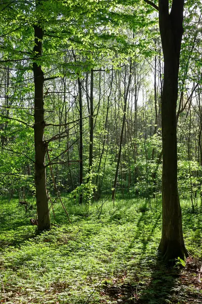 Güneş ışığı, Ukrayna 'nın bahar ormanlarındaki ağaçlardan oluşan genç yeşil taçlara nüfuz ederek yeşil çimenleri ve orman zeminini aydınlatıyor. Tazelik hissi ve doğanın uyanışı..