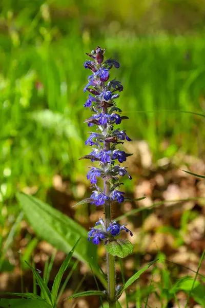 Mavi Cenevre bugleweed 'in dikey çiçeği Ukrayna' daki bir ormandaki yeşil çimlerin arasında çiçek açar. Sıcak güneş ışığı altında vahşi bir bitkinin bahar çiçekleri..
