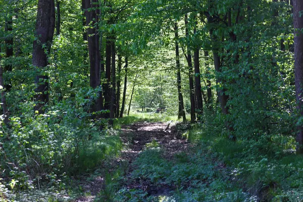 Ukrayna 'nın bahar ormanlarında parlak yeşil yaprakları olan uzun ağaçların arasında bir orman yolu kaybolur. Güneş ışığı, yoğun taçların arasından geçerek yolu aydınlatıyor..
