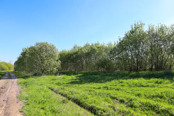 Dolambaçlı toprak bir yol, yeşil bir tarla boyunca uzanır ve açık mavi gökyüzünün altında bir sıra ağaç bulunur. Ukrayna 'da bir bahar manzarası.