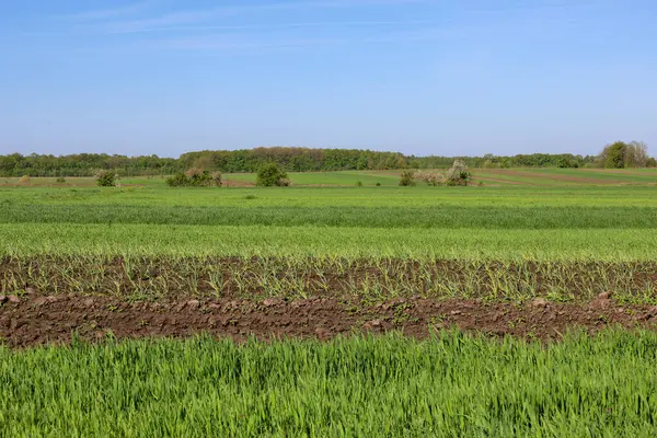 Mavi gökyüzünün altında yeşil alanlar ufka kadar uzanıyor. Kahverengi toprak şeritleri genç çimenlerin parlak yeşiliyle yer değiştiriyor. Huzurlu bir kırsal alan.
