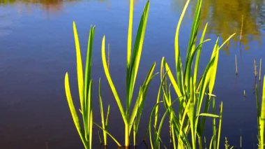 Genç yeşil sazlıklar hafif bir esintide salınır göletin sakin yüzeyinde, ahenk ve sükunet hissi yaratır..