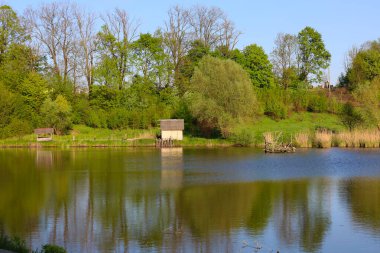 Açık mavi bir gökyüzünün altında çeşitli ağaçlar ve çalılarla çevrili yeşil renkli sakin bir göl. Kıyıda küçük yapılar ve sazlıklar görülebilir. Ukrayna 'da güneş ışığında sakin bir bahar manzarası.