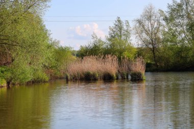 Yeşil ağaçlar ve açık bulutlu mavi bir gökyüzünün altında uzun kuru kamışlardan oluşan çalılarla çevrili durgun bir nehir. Ukrayna 'da güneş ışığında sakin bir bahar manzarası. Fotoğraf huzuru iletir..