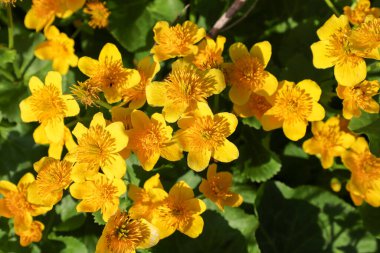 Marigold 'un parlak sarı çiçekleri yoğun bir şekilde sıcak güneş ışığı altında yeşil yaprakları kaplar. Ukrayna 'da nemli bitkilerin bahar aylarında açtığı yakın çekim. Fotoğraf rengin zenginliğini aktarıyor..