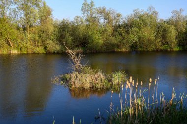 Nehrin sakin koyu suları yeşil ağaçları ve mavi gökyüzünü yansıtır. Ortasında sazlıklar ve kuru otlar olan küçük bir ada. Akşam ışığında Ukrayna doğasının sakin bahar manzarası. Fotoğraf huzuru iletir..