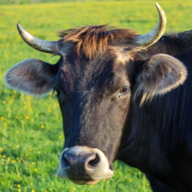 Büyük koyu kahverengi boynuzlu inek sarı çiçekli yeşil bir çayırdaki merceğe sakince bakar. Yumuşak akşam ışığında bir çiftlik hayvanının yakın plan portresi. Fotoğraf huzuru iletir..