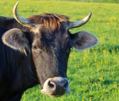 Büyük koyu kahverengi boynuzlu inek, küçük sarı çiçekli yeşil bir çayırda sakince çerçeveye bakar. Güneşli bir yaz gününde bir çiftlik hayvanının yakın plan portresi. Fotoğraf huzur veriyor..