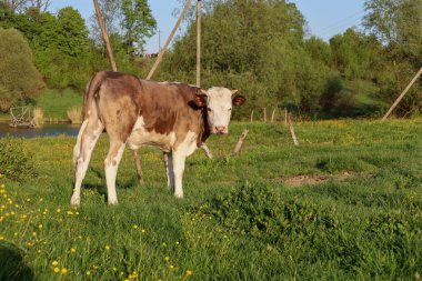 Genç inek yeşil bir çayırda duruyor sarı çiçeklerin arasında, sakince kameraya bakıyor. Arka planda, küçük bir göl ve yeşil ağaçlar sabah veya akşam ışığı altında görülebilir..