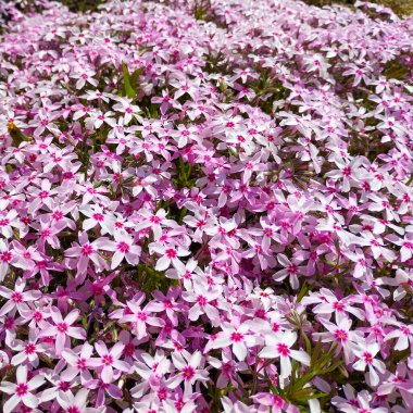 Çok sayıda küçük pembe ve beyaz çiçeklerle kaplı çiçek tarlası yoğun renkli bir battaniye izlenimi yaratıyor..