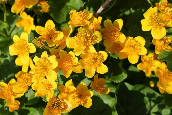 Marigold 'un parlak sarı çiçekleri yoğun bir şekilde sıcak güneş ışığı altında yeşil yaprakları kaplar. Ukrayna 'da nemli bitkilerin bahar aylarında açtığı yakın çekim. Fotoğraf rengin zenginliğini aktarıyor..
