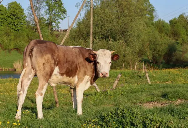 Sarı çiçeklerle yeşil bir çayırda otlayan, kameraya doğru dönen genç bir inek. Arka planda, sessiz göl suyu ve yeşil ağaçlar parlak güneş ışığı altında görülebilir. Fotoğraf kırsal uyumu iletir..