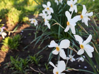 Parlak sarı merkezleri olan beyaz narsisli çiçekler, karanlık dünyadaki yeşil yaprakların arasında açılır. Arkaplanda bulanık bir bahçe arkaplanına karşı, ılık bahar ışığı tarafından aydınlatılır..