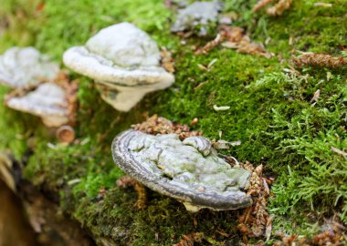 Düz olmayan kapaklı çeşitli mantarlar ve farklı yıllık halkalar, yemyeşil yosunlarla kaplı eski ahşap üzerinde doğal bir doku bileşimi oluşturur..