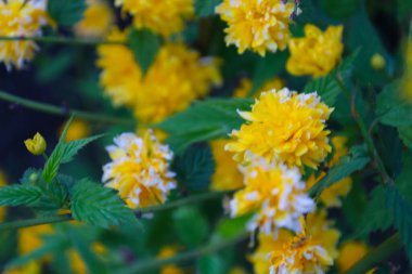 Kerria japonica 'nın yemyeşil çiçekleri, güneşli bir günde, Ukrayna' da bir bahçenin arka planında ışıl ışıl parlıyor..