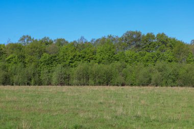 Yeşil bir orman şeridi, açık mavi gökyüzünün altında geniş bir çimen tarlasıyla kesişiyor. Ukrayna 'daki ovanın bahar manzarası.