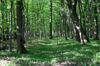 Güneş ışığı lekeleri orman zemininin yeşil halısını uzun ince ağaçlar arasında aydınlatır. Ukrayna 'da bahar ormanlarının dinginliği ve tazeliği..