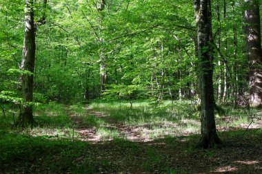Güneş ışığı, ağaçların yoğun yapraklarını delip geçer. Genç çimenler ve düşen yapraklarla dolu bir ormanda chiaroscuro oluşturur. Ağaçların gölgesinde sakin bir yaz günü.
