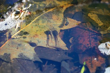 Temiz gölet suyu düşen yaprakları ve dibe yakın yüzen küçük iribaşları sarıyor. Kahverengi ve sarıların sakin gölgeleri, ilkbaharın başlarında sualtı dünyasının meditasyon tablosunu oluşturur..