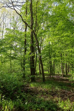 Genç yaprakların yoğun yeşilliği ağaçları sarar ve yaz ormanlarında rahat bir gölge yaratır. Güneş ışınları tacı delip geçiyor, çimenli örtüyü aydınlatıyor..