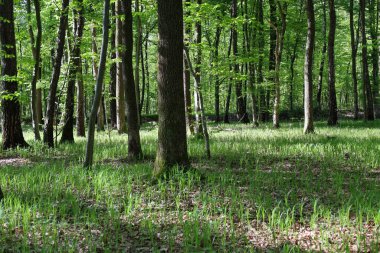 Parlak bahar ormanı, ince ağaç gövdeleri arasında genç yeşil çimlerde oynayan güneş ışığıyla dolup taşıyordu. Sabah ormanının sakinliği ve tazeliği mekanı kaplıyor..