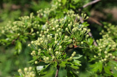 Parlak yeşil yaprakların arasında güneş ışığına uzanan yoğun açık yeşil dikenli tomurcuk kümeleri. Doğal doku ve hassas gölgeler bir tazelik hissi yaratır ve geleceğe dair beklenti yaratır..