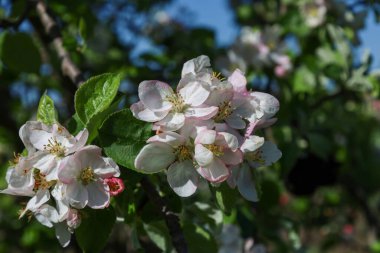 Beyaz ve pembe çiçeklerle kaplı bir elma ağacının gür cilt yüzeyi, mavi gökyüzüne ve yeşil yapraklara nazikçe karşı duruyor. Güneş ışığı, her yaprağın zarafetini ön plana çıkarıyor. Bahar uykusunun ve güzelliğin atmosferini yaratıyor..