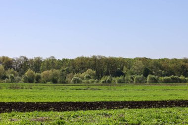 Yeşil bir tarla, berrak mavi bir gökyüzünün altında sakin bir kırsal alan oluşturan bir ormanla buluşur. Bir bahar gününün doğal güzelliği.